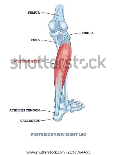 calf muscle - Muscles Running Work