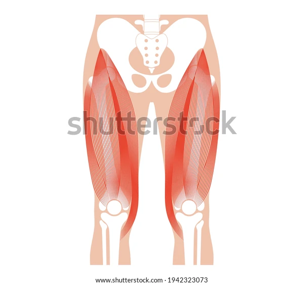 Quads is a Muscles that Running Work